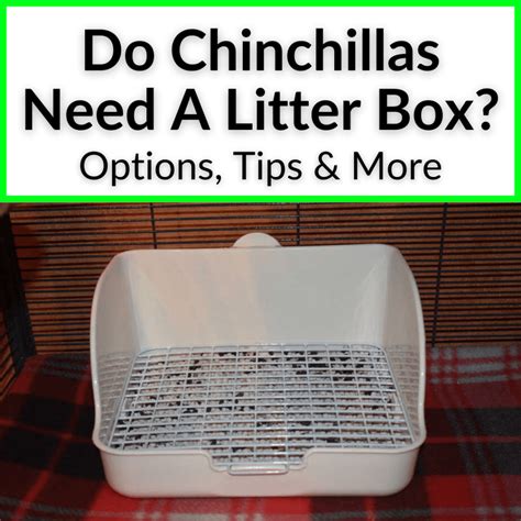 chinchilla metal litter box|Best Chinchilla Bedding and Litter .